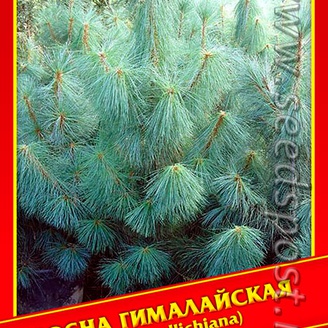 Сосна Гималайская, 5 шт.