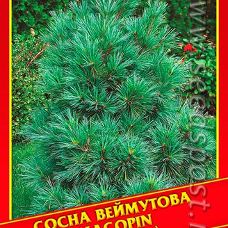Сосна Веймутова «Macopin», 5 шт.