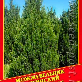 Можжевельник Виргинский, 5 шт.