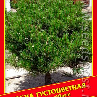Сосна Густоцветная, 5 шт.