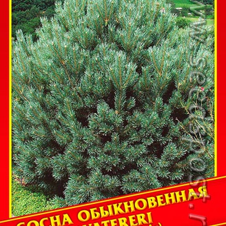Сосна Обыкновенная «Watereri», 5 шт.