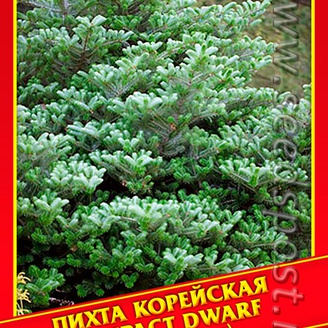 Пихта Корейская «Compact Dwarf», 3 шт.