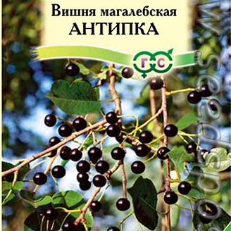 Вишня магалебская Антипка, 1 г 