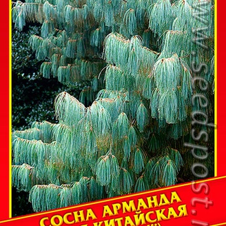 Сосна Арманда/Белая Китайская, 5 шт.