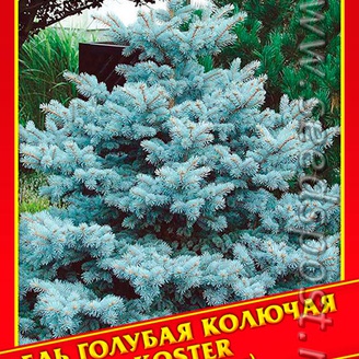 Ель Голубая/Колючая «Koster», 10 шт.