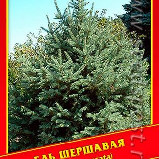 Ель Шершавая, 10 шт.
