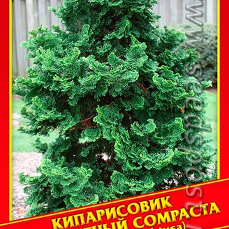 Кипарисовик Туполистный «Compacta», 0,2 г