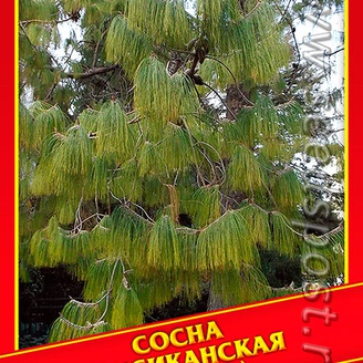 Сосна Мексиканская, 10 шт.