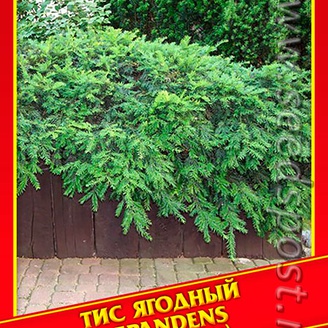 Тис Ягодный «Repandens», 3 шт.