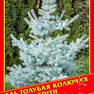 Ель Голубая/Колючая «Edith», 10 шт. 