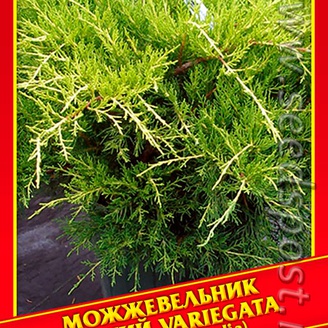 Можжевельник Средний «Variegata», 5 шт.