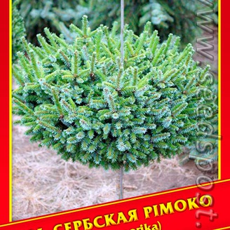 Ель Сербская «Pimoko», 10 шт.
