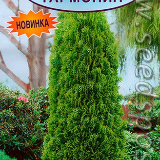 Туя восточная Гармония, 0,1 г