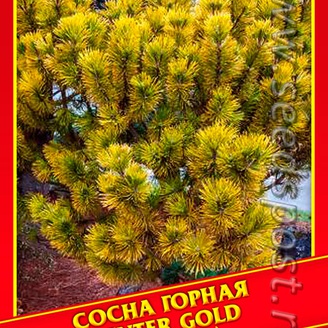 Сосна Горная «Winter Gold», 5 шт.