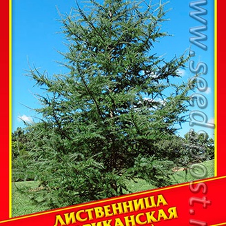 Лиственница Американская, 10 шт.