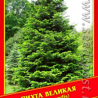 Пихта Великая, 5 шт.