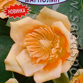 Тюльпанное дерево Магнолия, 0,2 г