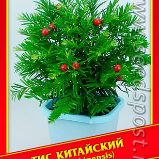 Тис Китайский, 3 шт.