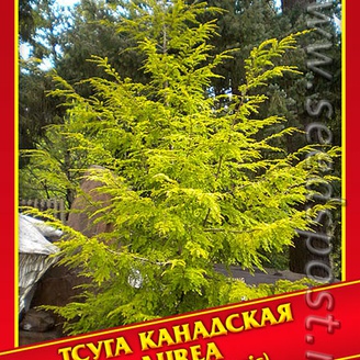 Тсуга Канадская «Aurea», 5 шт.