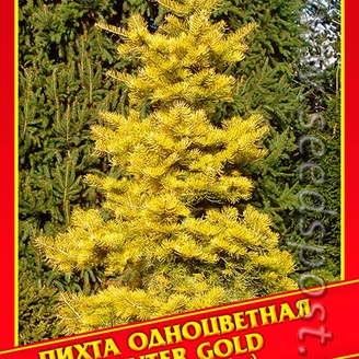 Пихта Одноцветная «Winter Gold», 5 шт.