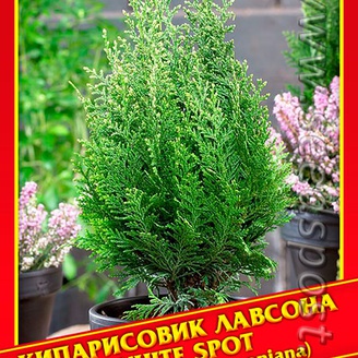 Кипарисовик Лавсона «White Spot», 0,2 г
