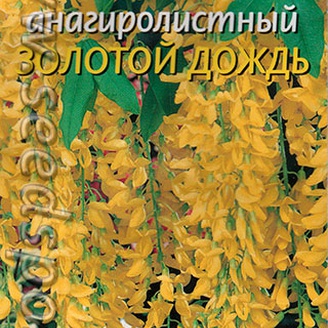 Бобовник анагиролистный Золотой дождь, 10 шт.