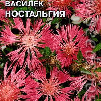 Василек Ностальгия многолетний, 0,5 г