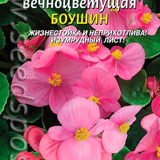 Бегония вечноцветущая Боушин, 10 драже