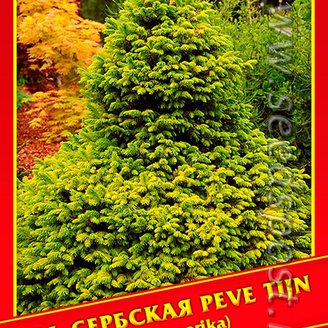 Ель Сербская «Peve Tijn», 10 шт.