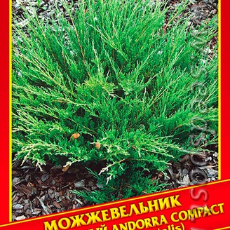 Можжевельник Горизонтальный «Andorra Compact», 5 шт.