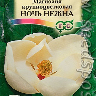 Магнолия крупноцветковая Ночь нежна, 3 шт.