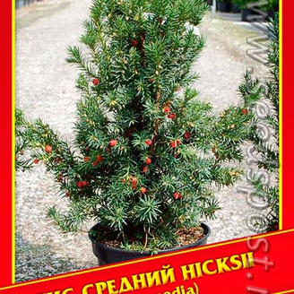 Тис Средний «Hicksii», 3 шт.