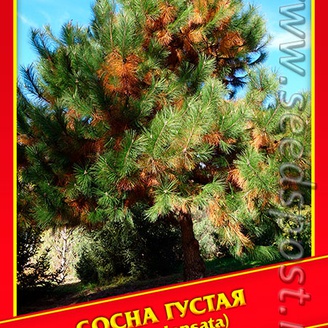 Сосна Густая, 5 шт.