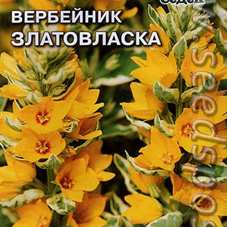 Вербейник точечный Златовласка, 0,34 г