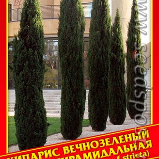 Кипарис Вечнозеленый Форма Пирамидальная, 0,2 г