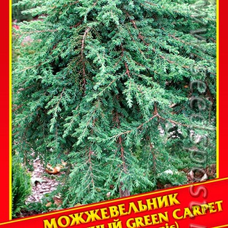 Можжевельник Обыкновенный «Green Carpet», 5 шт.