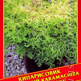 Кипарисовик Туполистный «Karamachiba», 0,2 г