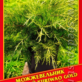 Можжевельник Китайский «Kuriwao Gold», 5 шт.