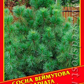 Сосна Веймутова «Radiata», 5 шт.