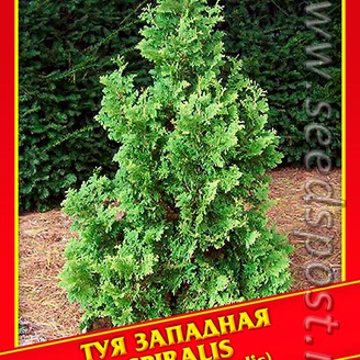 Туя Западная «Spiralis», 0,3 г