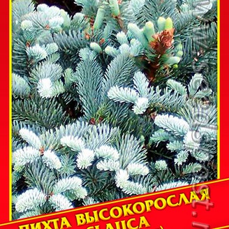 Пихта Высокорослая «Glauca».5 шт.