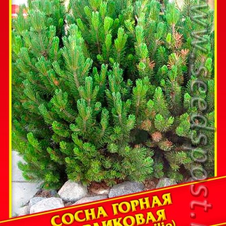 Сосна Горная Карликовая, 5 шт.