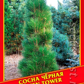 Сосна Черная «Green Tower», 5 шт.