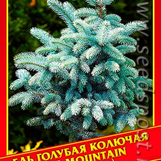Ель Голубая/Колючая «Blue Mountain», 10 шт.