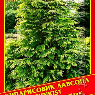 Кипарисовик Лавсона «Sunkist», 0,2 г
