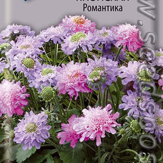 Скабиоза японская Романтика, 10 шт.