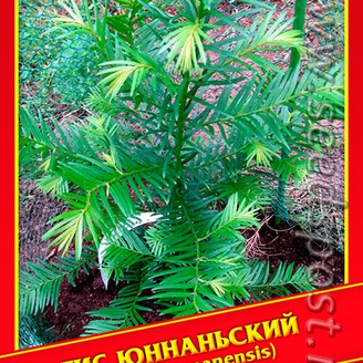 Тис Юннаньский, 3 шт.