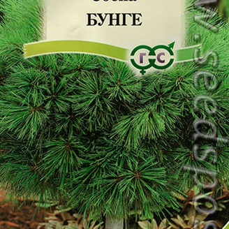 Сосна Бунге, 0,5 г