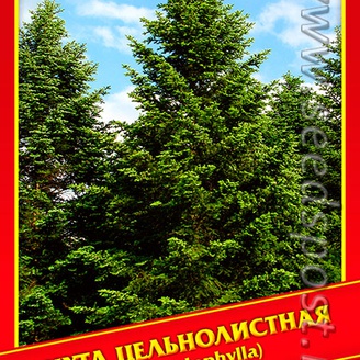 Пихта Цельнолистная, 3 шт.