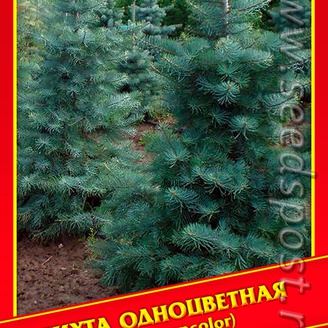 Пихта Одноцветная, 3 шт.